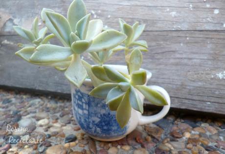 Si la vida te da budineras;hacelas jardineras... Si la vida te da budineras;hacelas jardineras...