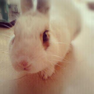 Fotografía y tutoriales para crafters: el enfoque Fotografía y tutoriales para crafters: el enfoque