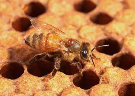 La complejidad de la salud de las abejas requiere soluciones científicas La complejidad de la salud de las abejas requiere soluciones científicas