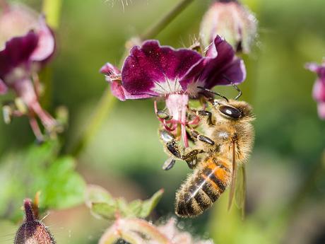 La muerte de las abejas es un gran problema para la biodiversidad del Planeta