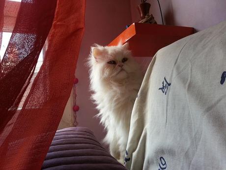 Androidografia Barakaldo CDLXXXVIII. The Ninja Cat #fotografia Androidografia Barakaldo 1748