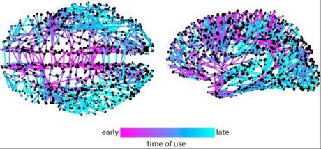 Modelo de red para el seguimiento de los memes de Twitter arroja luz sobre la difusión de información en el cerebro Modelo de red para el seguimiento de los memes de Twitter arroja luz sobre la difusión de información en el cerebro