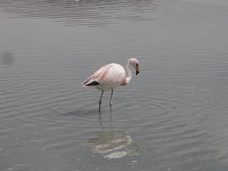 Uyuni 2015-04-17 13.19.16
