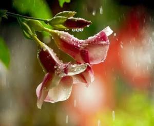 Sin nervios a FLOR de piel flor-hermosa-flowers