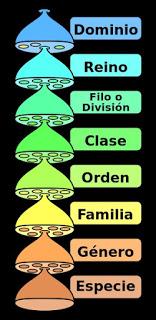 ¿Cuál es la diferencia entre taxonomía y sistemática?