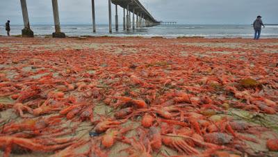 Plaga de crustáceos  en playas de California