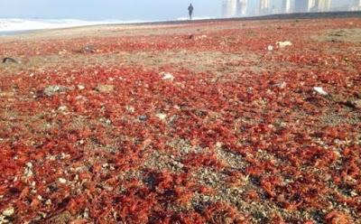 Plaga de crustáceos  en playas de California