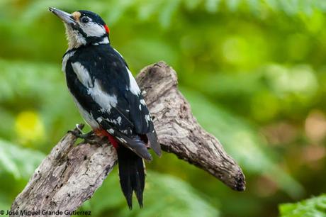 Dendrocopos major-Pico Picapinos-Great spotted Woodpecker