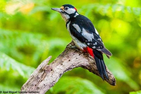 Dendrocopos major-Pico Picapinos-Great spotted Woodpecker