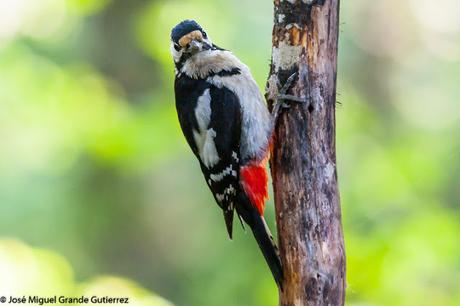 Dendrocopos major-Pico Picapinos-Great spotted Woodpecker