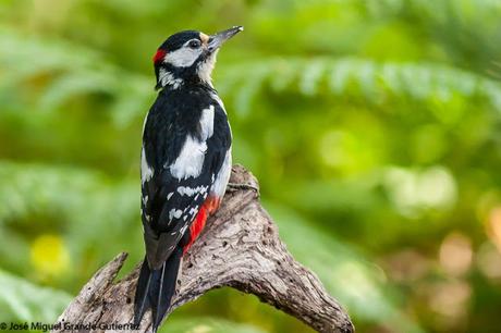 Dendrocopos major-Pico Picapinos-Great spotted Woodpecker