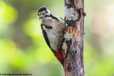 Dendrocopos major-Pico Picapinos-Great spotted Woodpecker