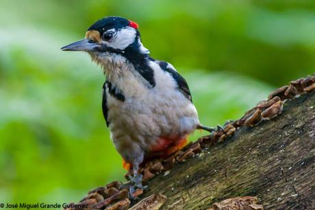 Dendrocopos major-Pico Picapinos-Great spotted Woodpecker