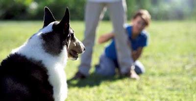 Pon problemas al perro para mejorar el paseo y la llamada Pon problemas al perro para mejorar el paseo y la llamada