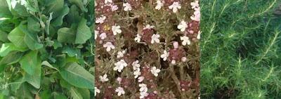 Solsticio de verano: el momento de las plantas medicinales.