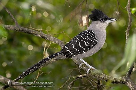 Batará gigante (Giant-Antshrike) Batara cinerea Batará gigante (Giant-Antshrike) Batara cinerea