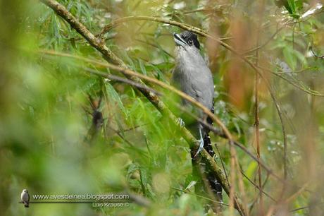 Batará gigante (Giant-Antshrike) Batara cinerea Batará gigante (Giant-Antshrike) Batara cinerea