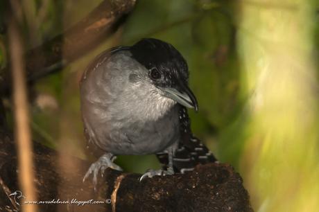 Batará gigante (Giant-Antshrike) Batara cinerea Batará gigante (Giant-Antshrike) Batara cinerea