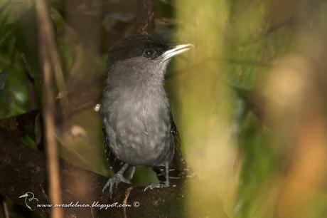 Batará gigante (Giant-Antshrike) Batara cinerea Batará gigante (Giant-Antshrike) Batara cinerea