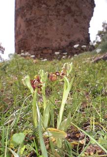 Atalayas de las Moitas y de Juana Castaña en Olivenza