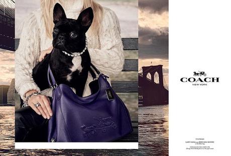 El perro de Lady Gaga, Miss Asia Kinney, llega a la nueva campaña de Coach