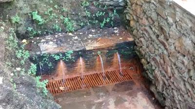 Biofortificación II. Hierro y vitamina E Biofortificación II. Hierro y vitamina E