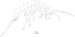 Anfípodos de cuevas de Hungría Anfípodos de cuevas de Hungría