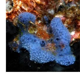 PROTEXTREM SUN & SLIM - Protege tu piel mientras quemas tu grasa PROTEXTREM SUN & SLIM - Protege tu piel mientras quemas tu grasa