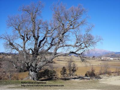 Robles de Cajigar (Árboles Singulares de Huesca)