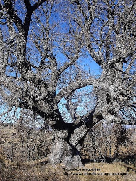 Robles de Cajigar (Árboles Singulares de Huesca)