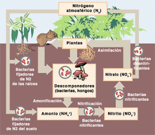 Ciclo del Nitrógeno Ciclos biogeoquímicos_Ciencia en estéreo_Programa 57