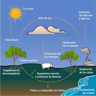 Ciclo del carbono Ciclos biogeoquímicos_Ciencia en estéreo_Programa 57