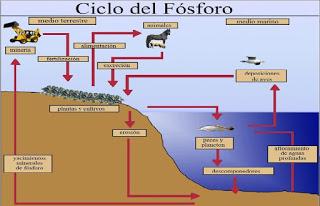 Ciclo del fósforo Ciclos biogeoquímicos_Ciencia en estéreo_Programa 57