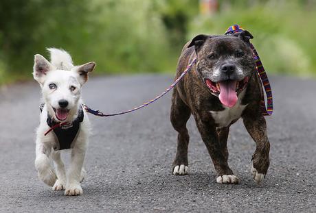 Found together in a tunnel in England, this blind Jack Russell terrier named Glenn relies on his best friend, Buzz, to get around.