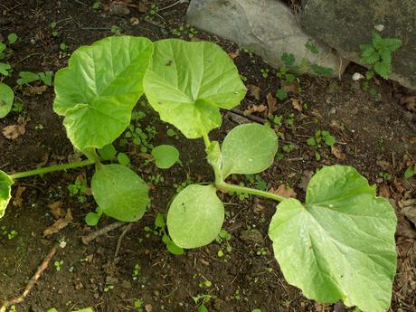 Calabazas