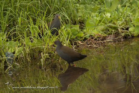 Gallineta negruzca (Blackish Rail) Pardirallus nigricans