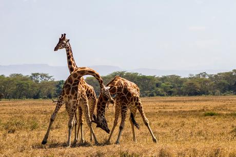 Kenia en un suspiro