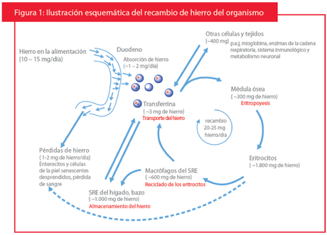 Recambio del hierro en el organismo