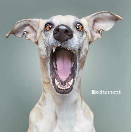 Elke Vogelsang inmortaliza a los perros más simpáticos y expresivos del mundo Elke Vogelsang inmortaliza a los perros más simpáticos y expresivos del mundo
