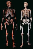 Fuente: http://1.bp.blogspot.com/_W3QQ-I5EL54/S_zw7XTVQuI/AAAAAAAAEeE/qluFlkH3K9E/s400/Genoma_Neandertal.jpg El ADN neandertal que nunca llegó a extinguirse