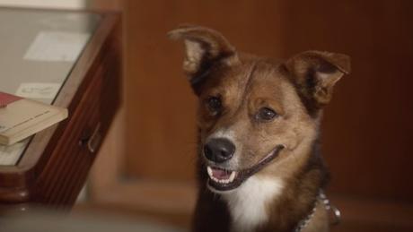 Un emotivo anuncio de donación de órganos protagonizado por un hombre y su perro