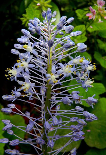 El jardín de La Saleta en Primavera y Verano, del 1 al 30 de junio de 2015. Saleta's Garden in spring and summer, June 1-30, 2015.