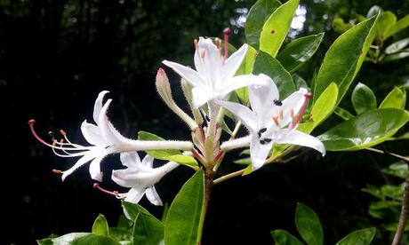 El jardín de La Saleta en Primavera y Verano, del 1 al 30 de junio de 2015. Saleta's Garden in spring and summer, June 1-30, 2015.