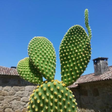 El jardín de La Saleta en Primavera y Verano, del 1 al 30 de junio de 2015. Saleta's Garden in spring and summer, June 1-30, 2015.