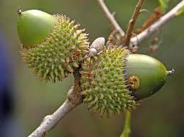 Necesitas conocer esto al soñar con una bellota. sueño con bellotas