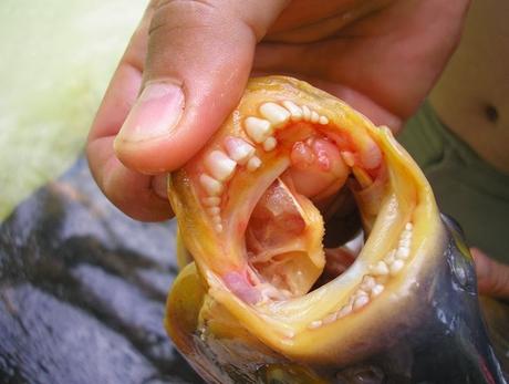 Raro pez come testículos con dientes como los humanos es atrapado en Nueva Jersey
