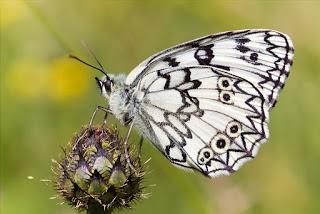 Para ampliar Melanargia russiae (Esper, 1783) Medioluto montañera hacer clic