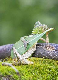 Lagarto, lagarto… Lagarto, lagarto…