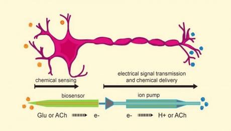 Crean neuronas artificiales capaces de conectarse con las orgánicas