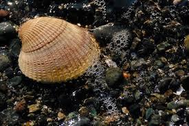 El significado de soñar con conchas. sueño con conchas